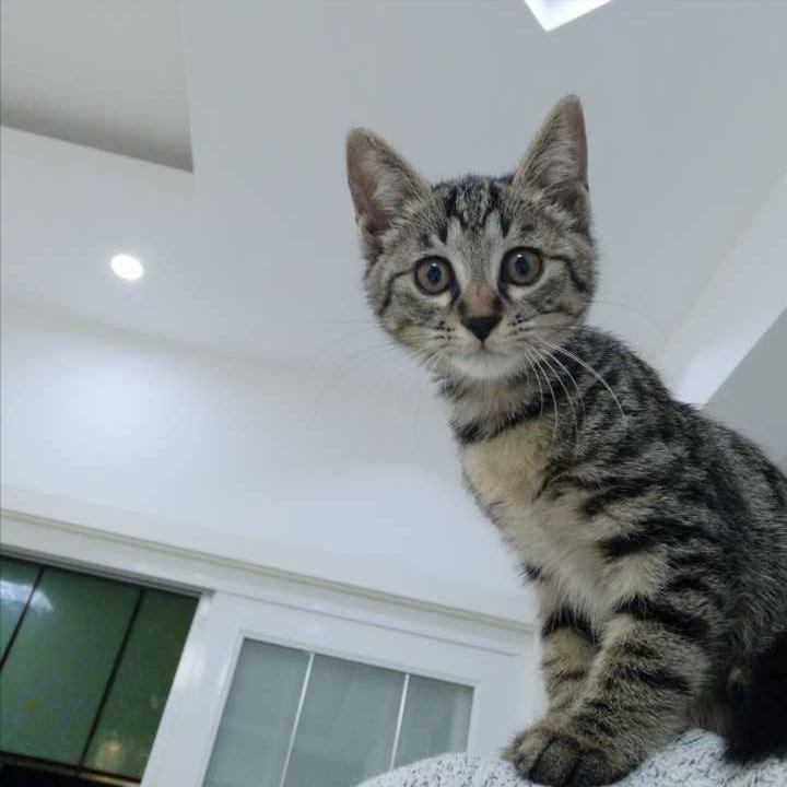 为什么狸花猫在国外受欢迎呢,狸花猫在中国怎么那么便宜