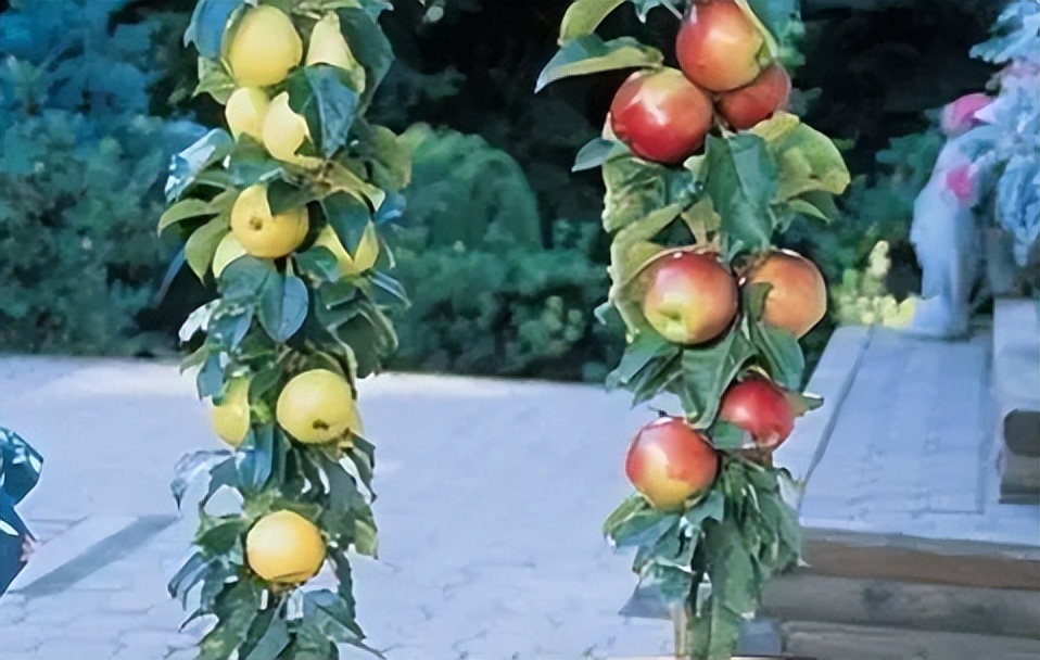 矮化苹果盆景种在家里能结果吗,苹果盆景矮化栽培