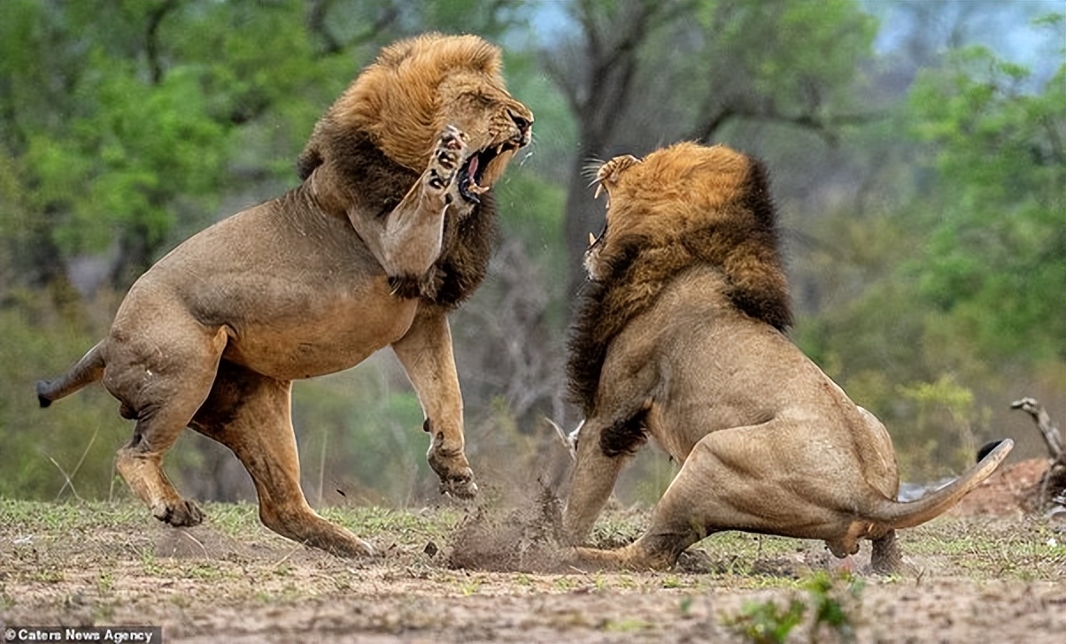 老虎和狮子打架谁会赢？19世纪，一个印度王公搞了场经典的比赛