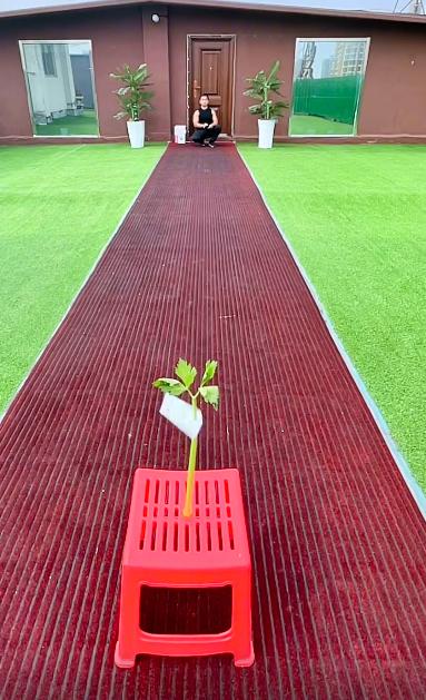 小伙模仿电影练成摘叶飞花,东方不败的飞花神功