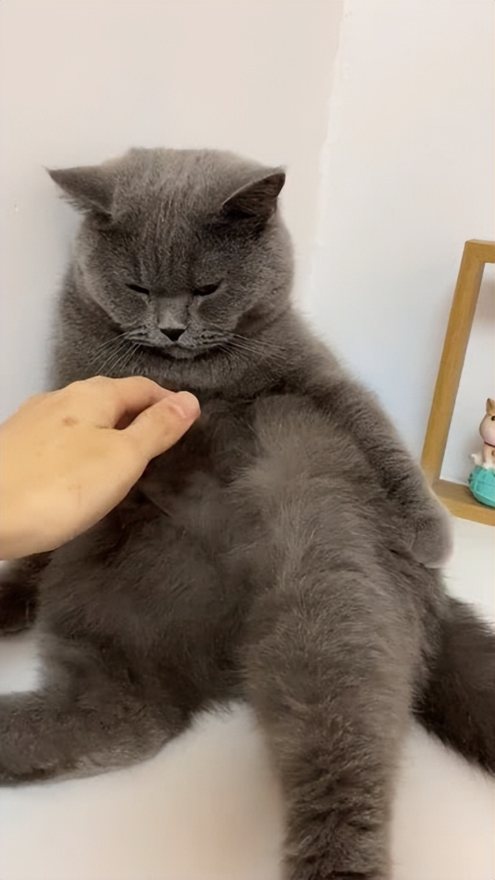 为什么蓝猫经常会被弃养,蓝猫被弃养了它知道吗