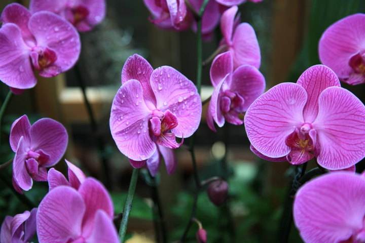 6种漂亮的富贵花好养好看还招财,可以养在家里的富贵花品种