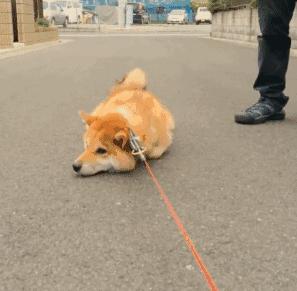 千万别养两只柴犬,千万不要养的狗子