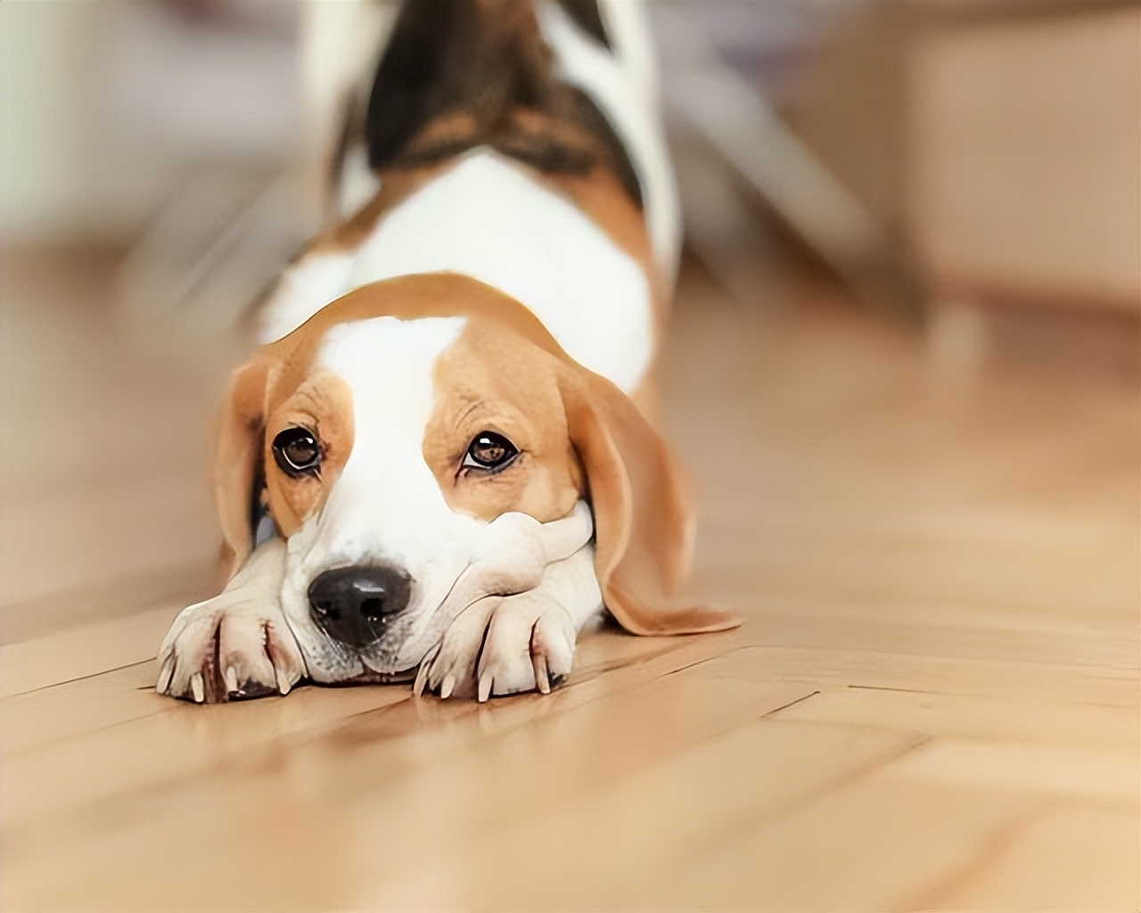 狗狗对你侧躺表示什么,狗狗向你伸懒腰表示什么