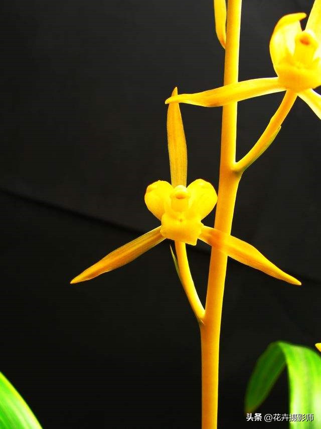 在云南发现一种高级兰花,最近云南发现的珍稀兰花什么样子