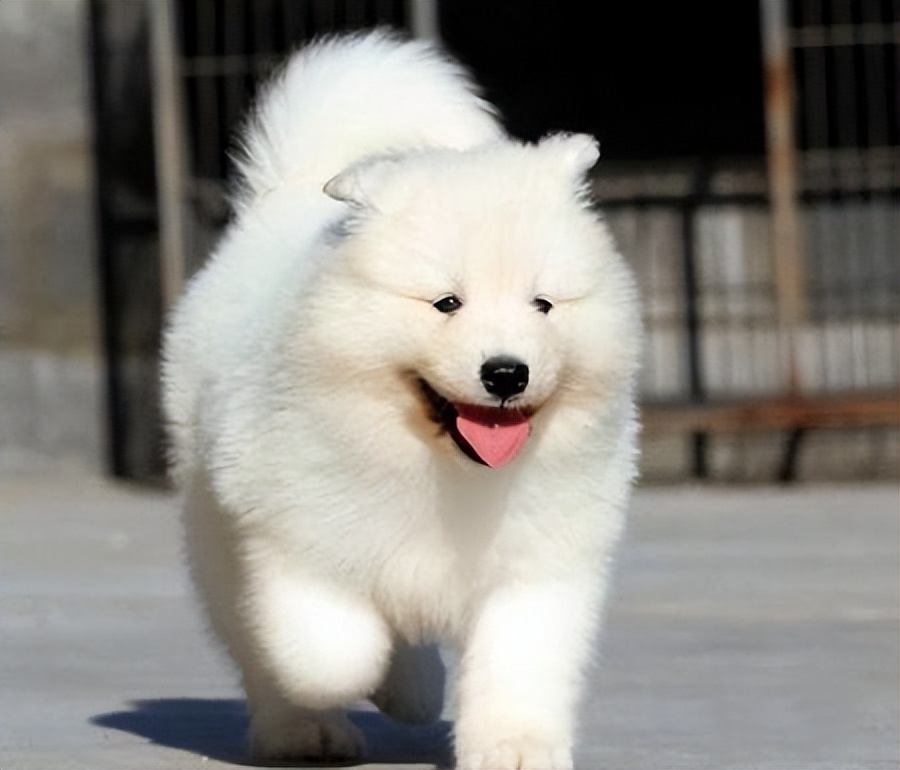 萨摩耶如何判断是不是串串,萨摩耶纯种和串子都有哪些区别