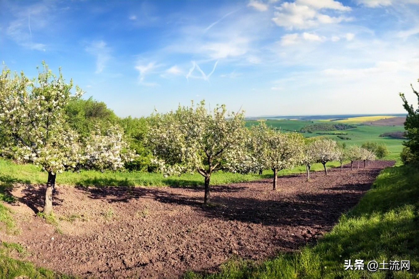 2023江西种植油茶补贴标准,特种农业种植致富项目名称有哪些