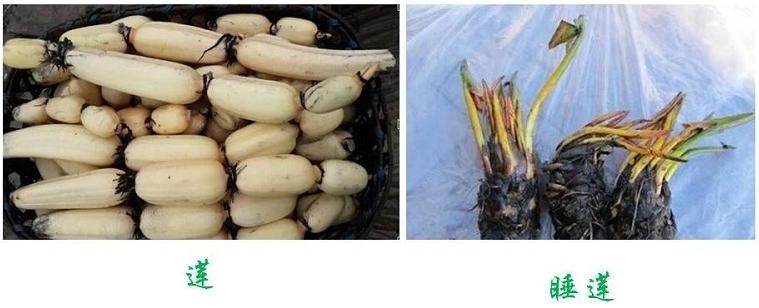 荷花睡莲你能分清吗,荷花和睡莲你能真的分得清楚吗