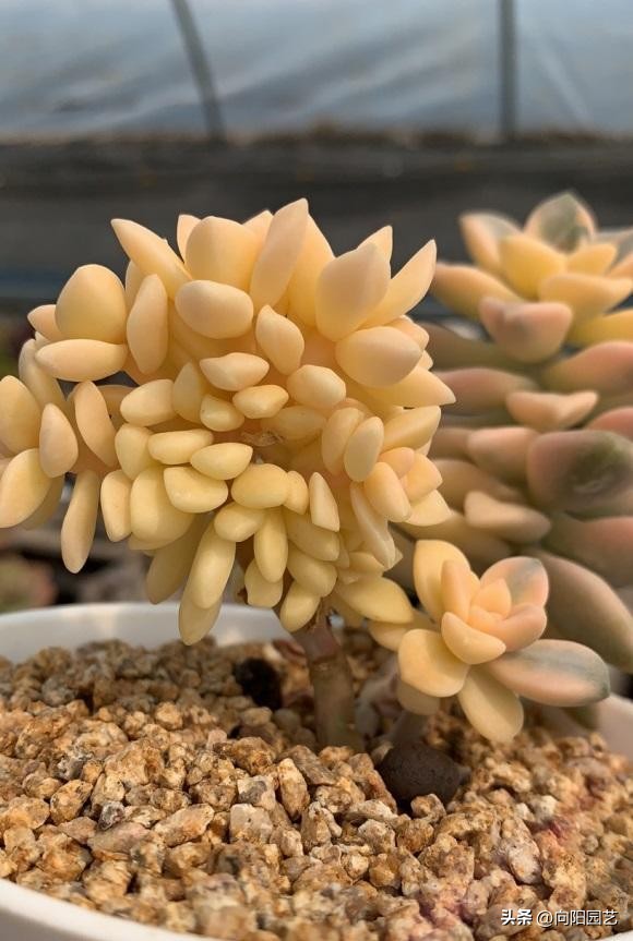 冬天多肉被冻得软了还能活吗,冬天买多肉能活吗