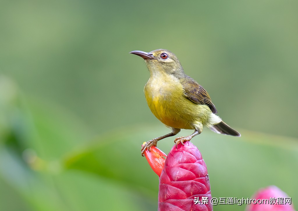 鸟类摄影的几个要点,鸟类拍摄的对焦模式选择与设置
