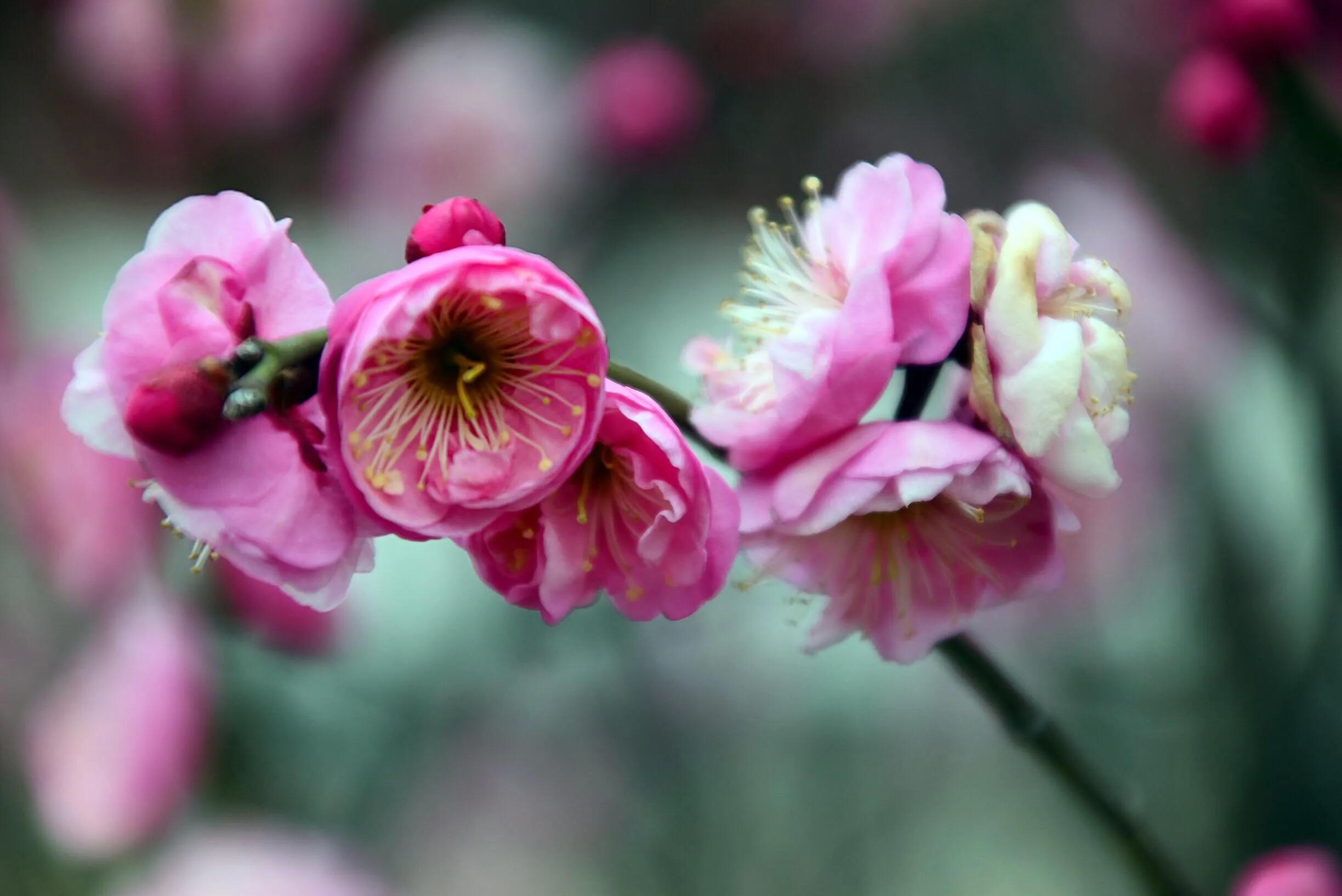 花卉摄影秋日的浪漫,花卉摄影春暖梅花开