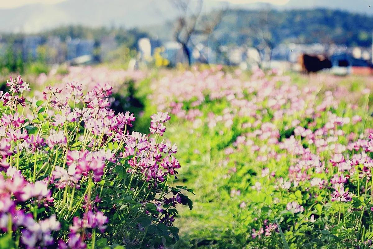 诗经陈风月出原文赏析,诗经陈风月出正确读音