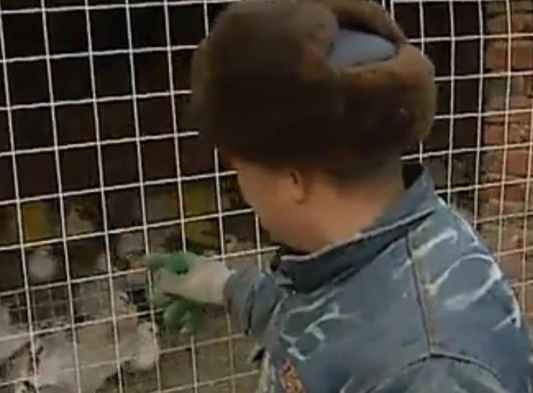 黑天鹅被盗事件,天鹅失踪事件