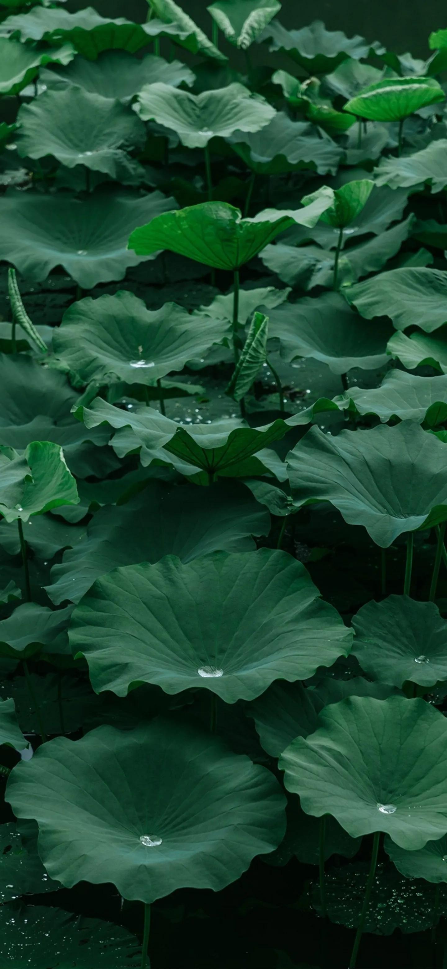 高清壁纸全面屏手机,围棋壁纸高清全面屏