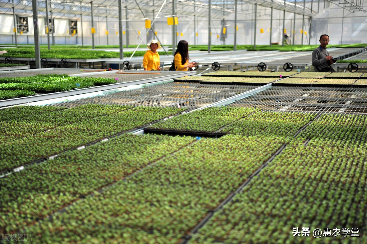 种子价格一般多少钱一亩,最新种苗价格表