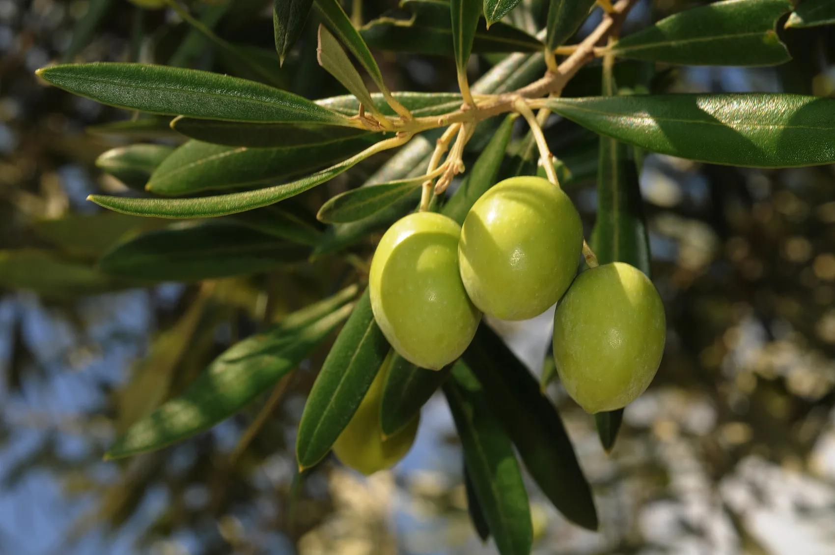青果橄榄的功效与作用,橄榄青果功效与作用