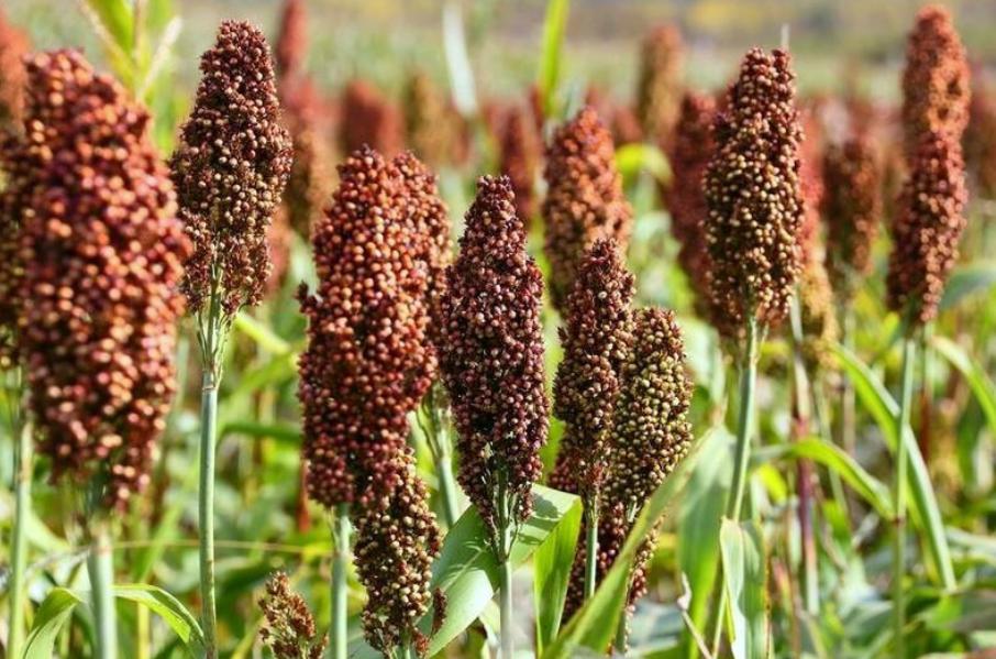 老八大名酒中的茅台排名,新八大名酒排名茅台排第五