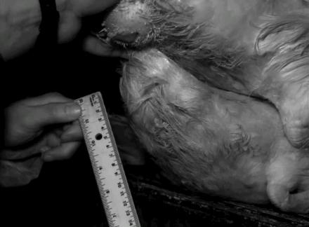 动物交，配时间表，最短0.3秒，最长的竟然是……