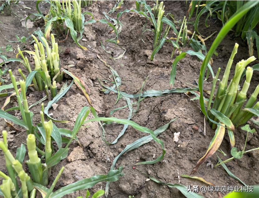 墨西哥玉米草用什么方法收割快,墨西哥玉米种植多长时间可收割