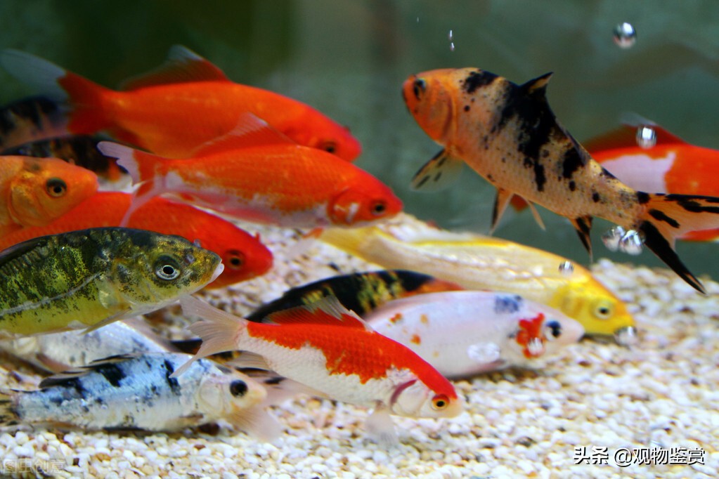 北方养锦鲤冬天怎么养,庭院怎么养锦鲤小视频