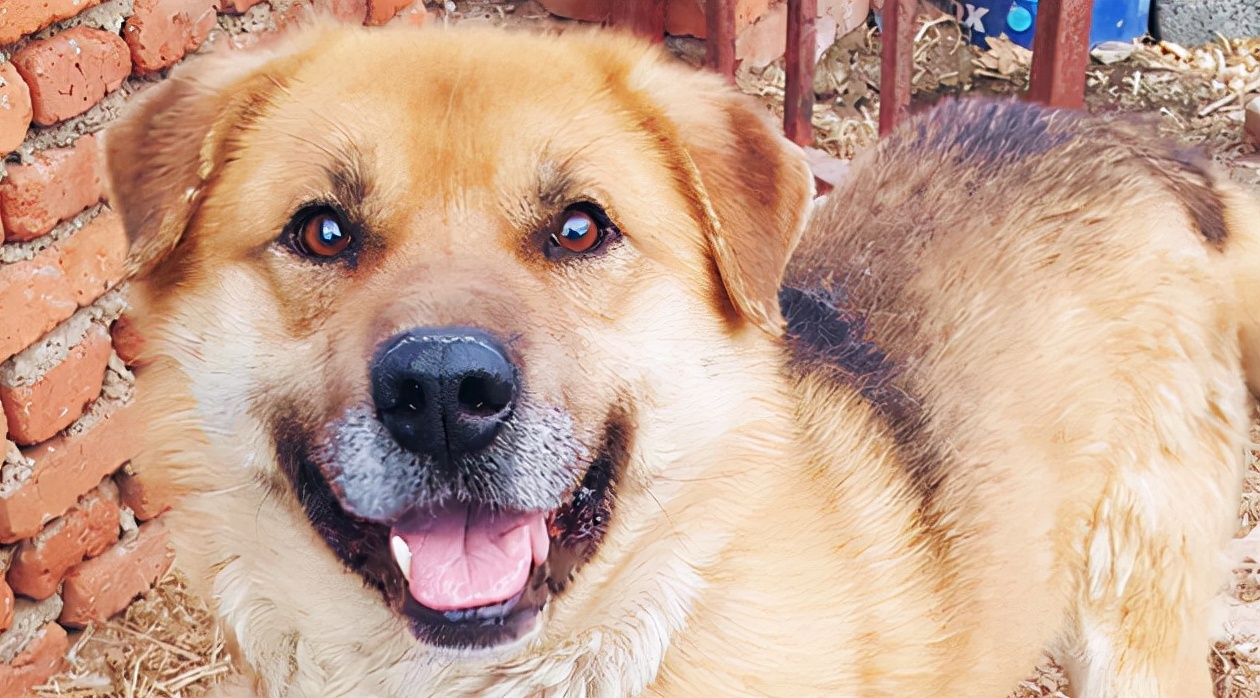 农村的看家土狗到底有多忠诚,为什么农村的土狗不抓鸡