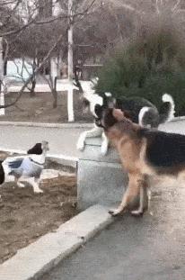 狗狗之间的6种交流方式,你全都知道吗?