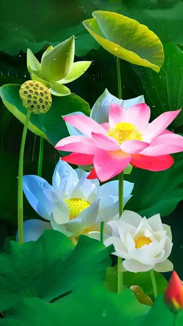 漂亮美丽的荷花壁纸,雨中荷花壁纸荣盛城