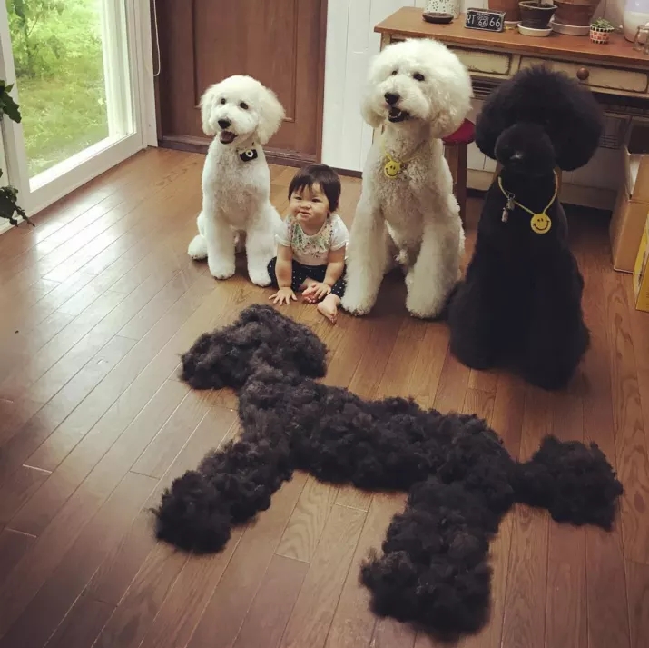 巨型贵宾犬怎么养最合适,养巨型贵宾犬怎样做犬舍