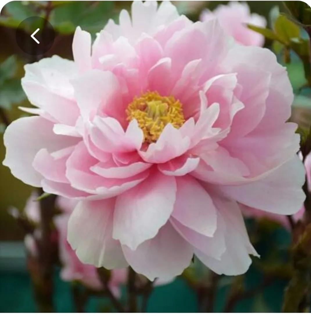 这篇文章味道有点重！做好了，你比“一万卡”香艳