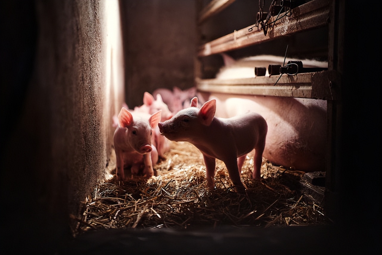 母猪不吃食还拉稀怎么治,解决母猪食欲不振的几个方法