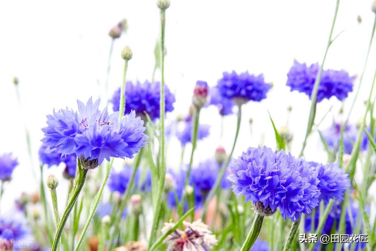 矢车菊好看又好养,矢车菊是草花吗怎么养