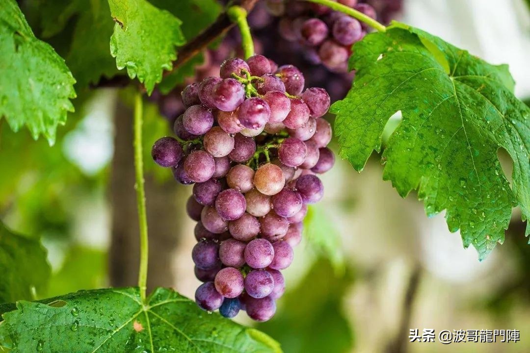 成都操哥美食,文家场成都