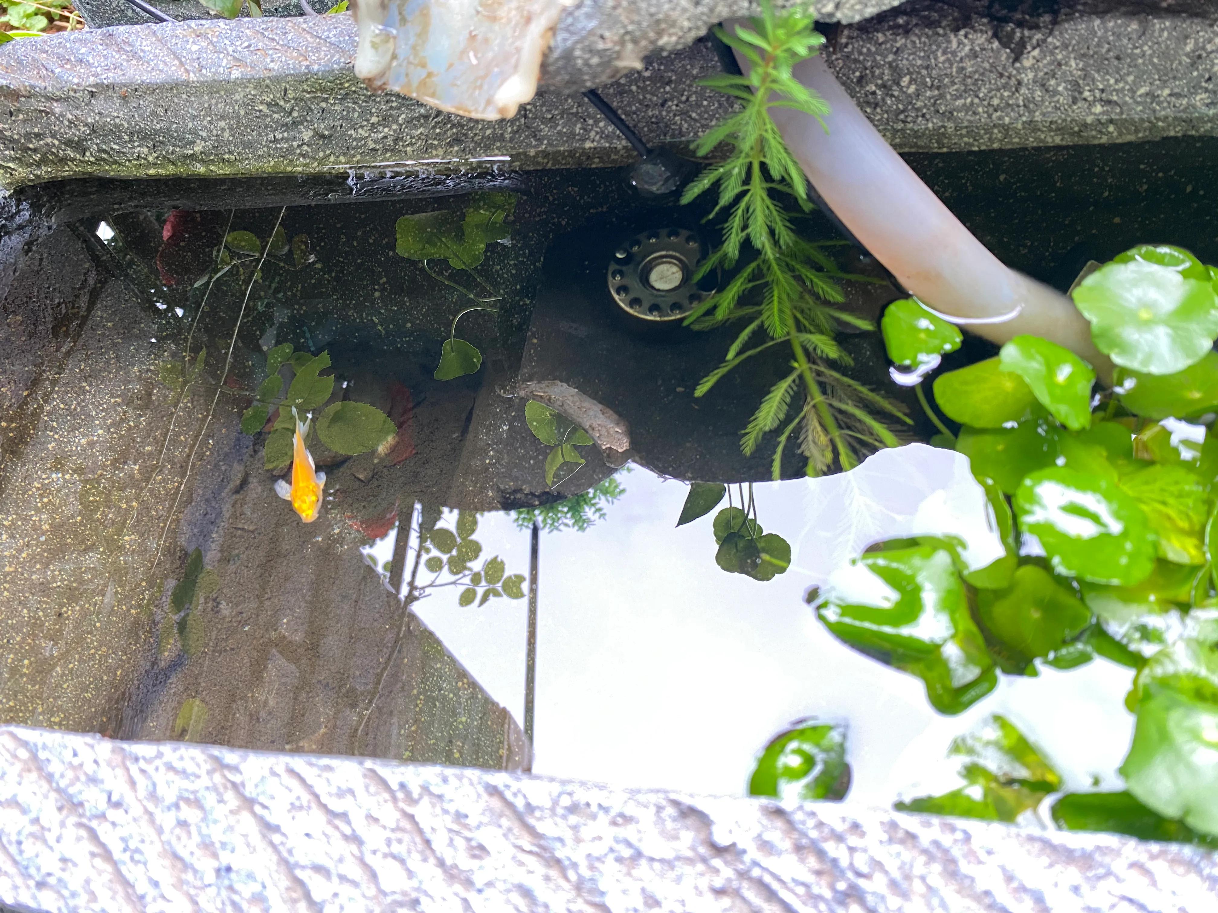 鱼池养金鱼的技巧和方法,小鱼缸养草金鱼的技巧和方法