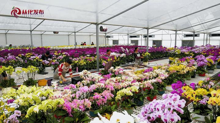 广州从化大旺兰花基地,兰花基地赏花