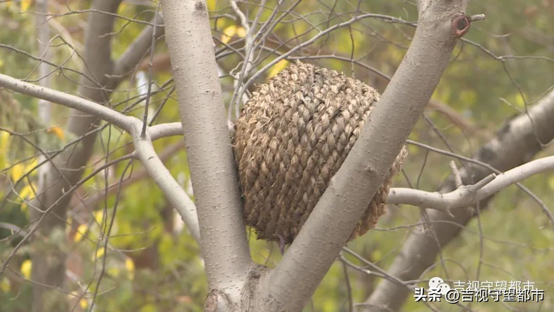 小鸟建设鸟巢过程,鸟巢翻修