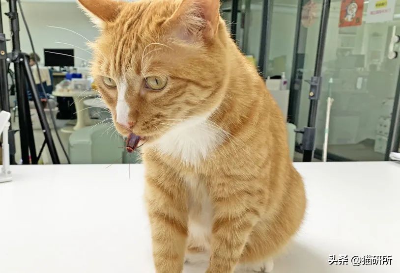 猫咪抓蟑螂吃了怎么办,猫咪吃了一点棉花会排出来吗