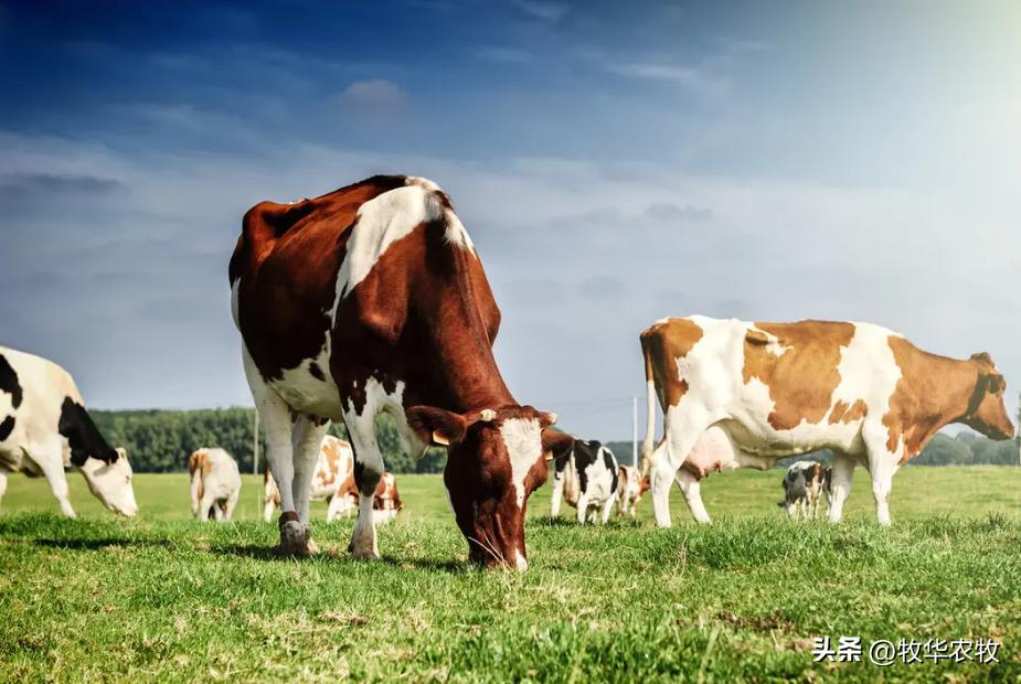 春季牛羊容易高发什么病,秋季牛羊病预防