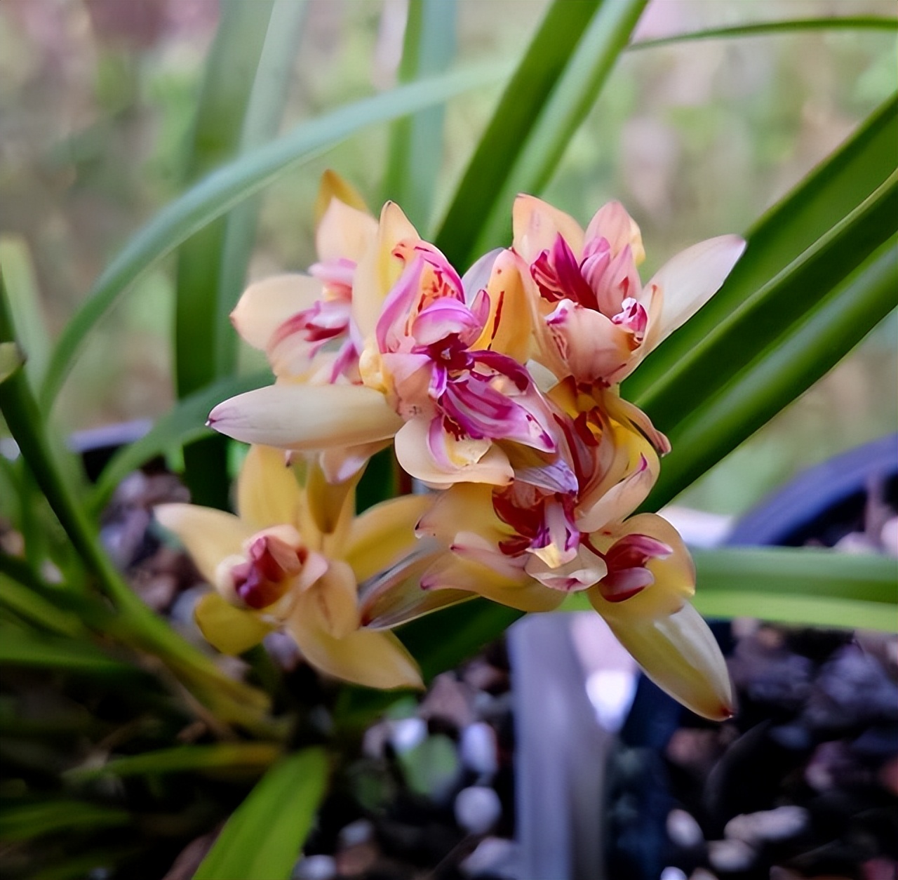 代表富贵吉祥的花草,有寓意的花草名