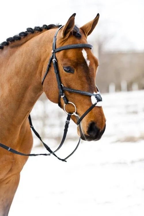 买马的时候该怎么挑,新手买马需要注意什么