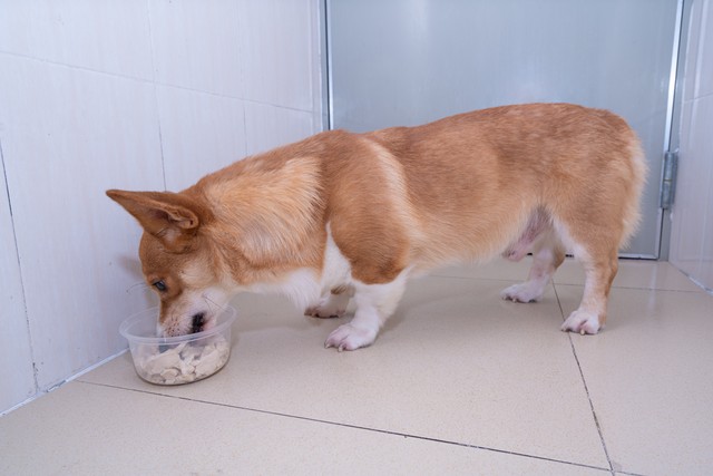 养十只小种母狗一年利润有多少,养十只母狗一年能赚多少钱