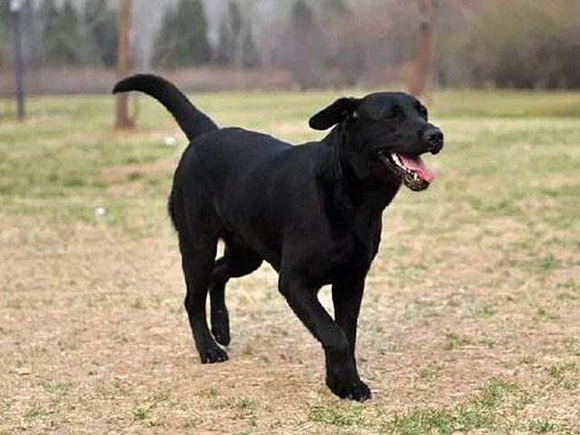 家里有三物家败人丁散都是哪三物,家养三宝