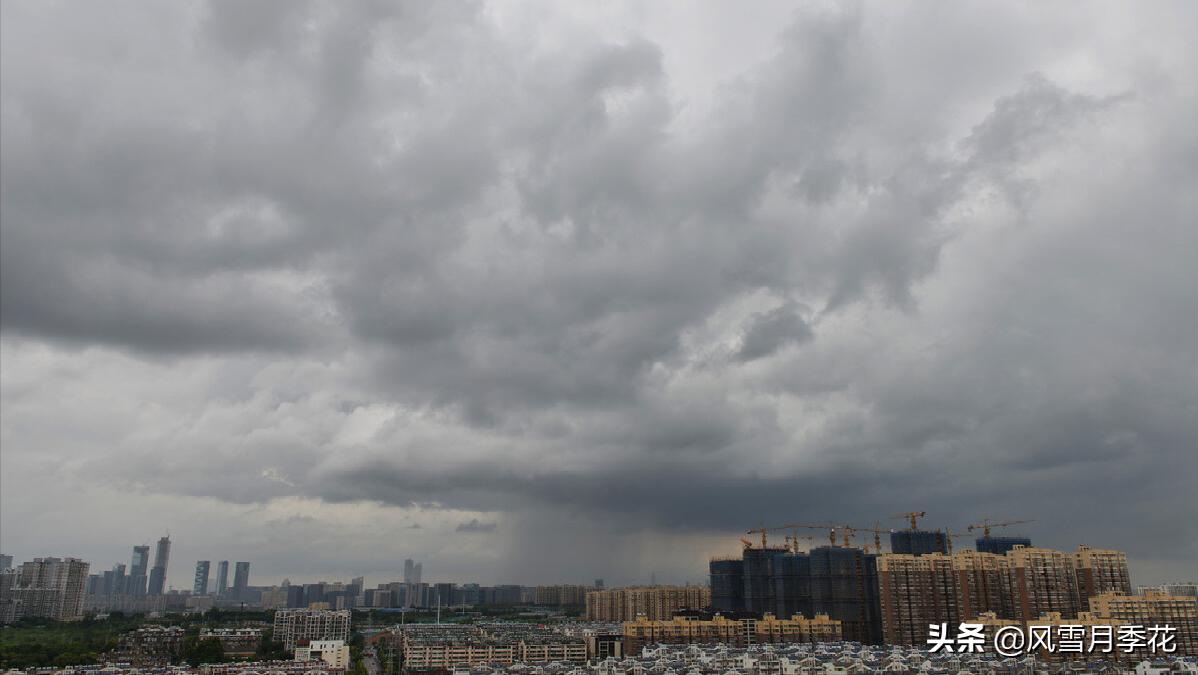 金蝉的品种的叫声,金蝉怎么鸣叫