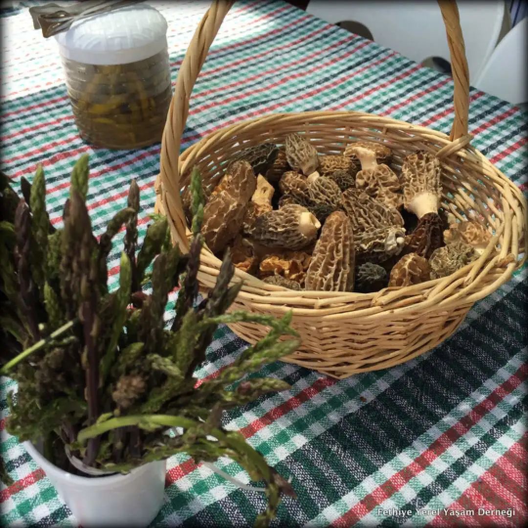 世界生态环境日,世界环境日森林地球日