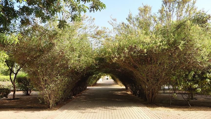 迪拜适合养什么植物,迪拜常见花草