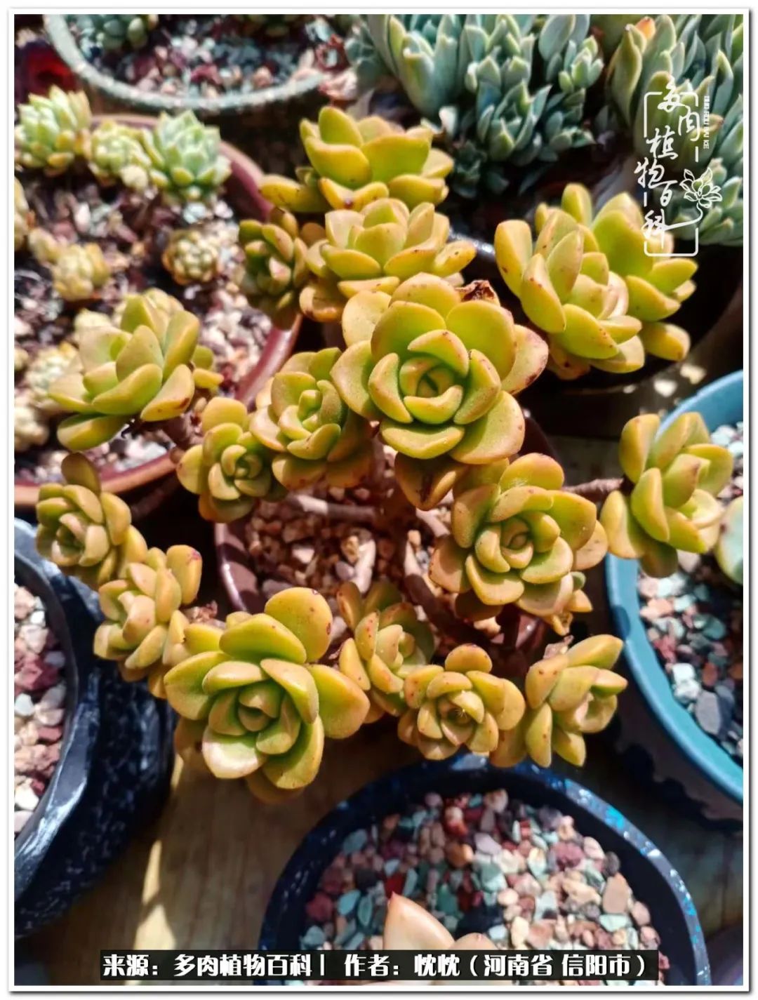 携一人白首择一城终老心之向往,携一人之手择一城终老图片