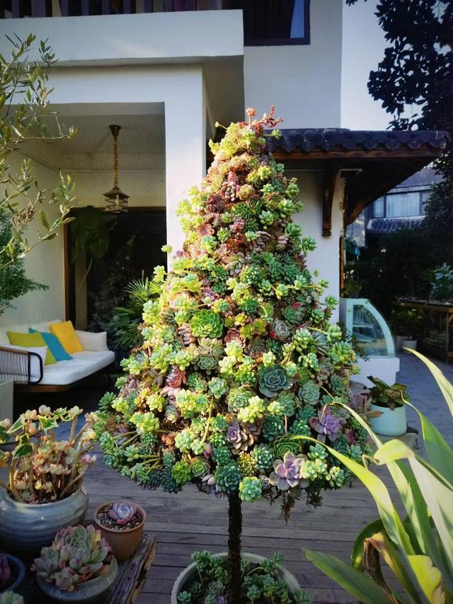 粘土多肉圣诞树简单版,多肉圣诞树