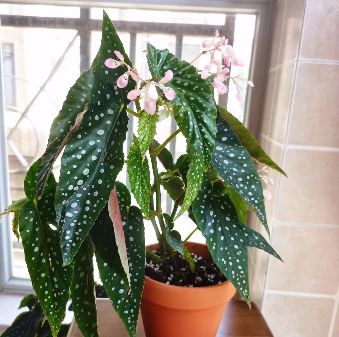 养不死的室内绿植四季开花带花苞,盆栽四季开花好养的植物直播