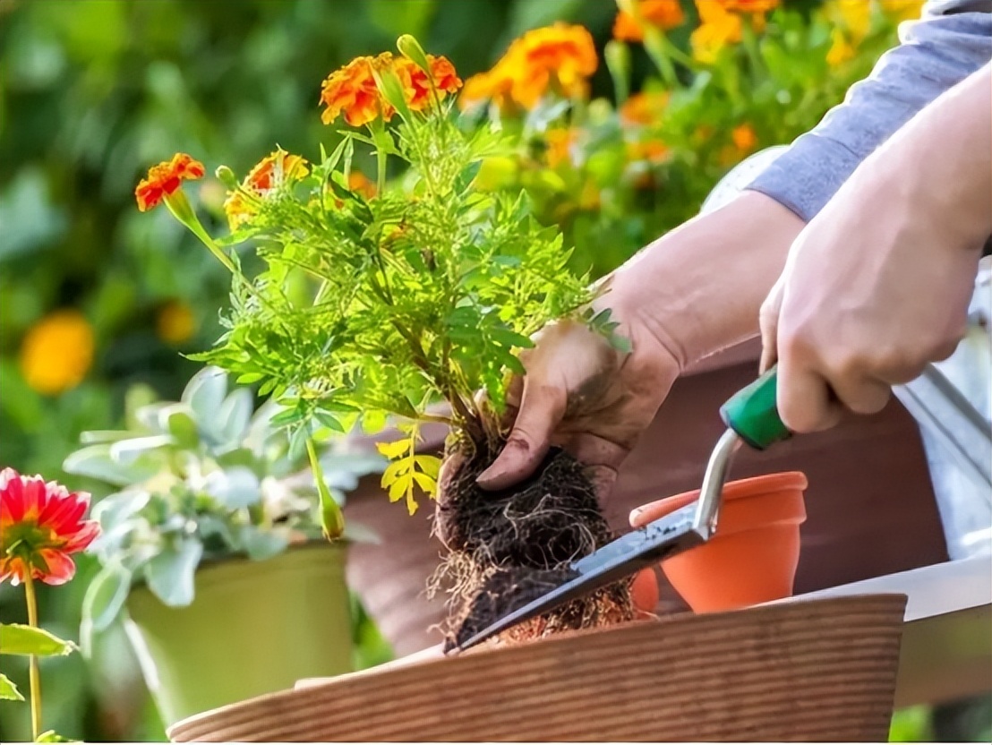 家里最旺财的十种花比较耐阴,家里养什么花最好运气最旺玄学