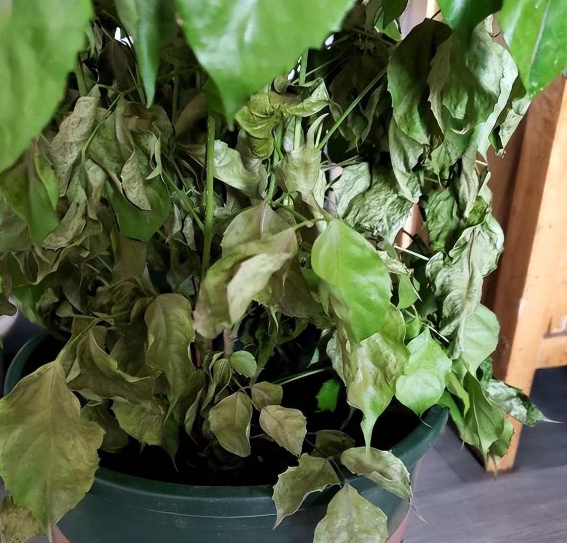 月季水浇多了叶子萎蔫还能活吗,杜鹃花水浇多了叶子蔫了如何处理