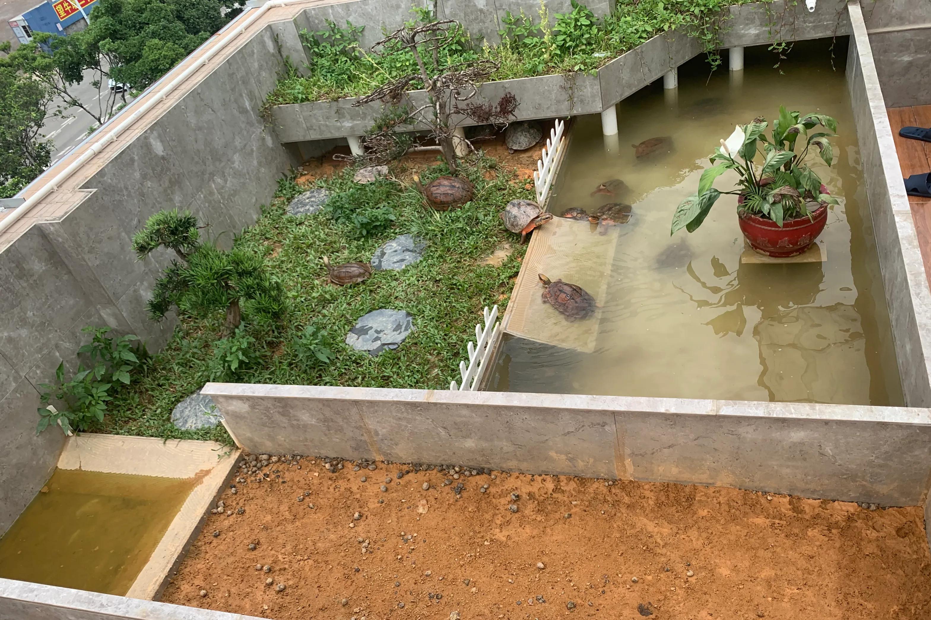 三线闭壳金钱龟生蛋期怎样喂,三线金钱龟饲养方法